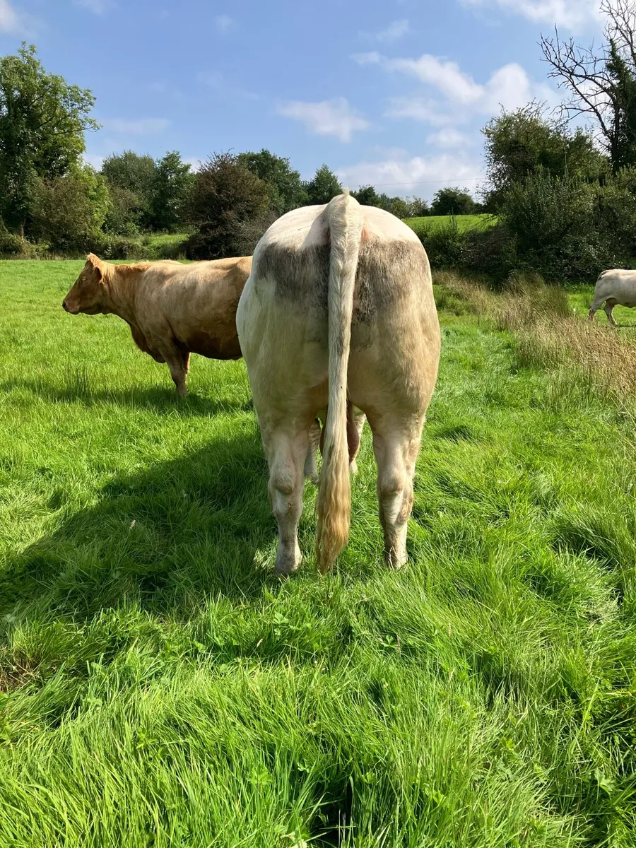 Charolais Bull - Image 2