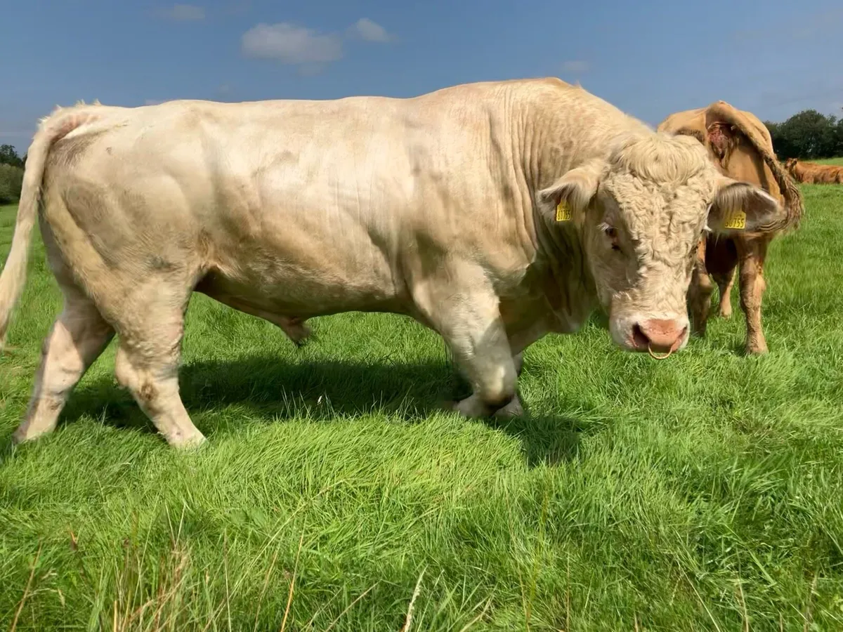 Charolais Bull - Image 3