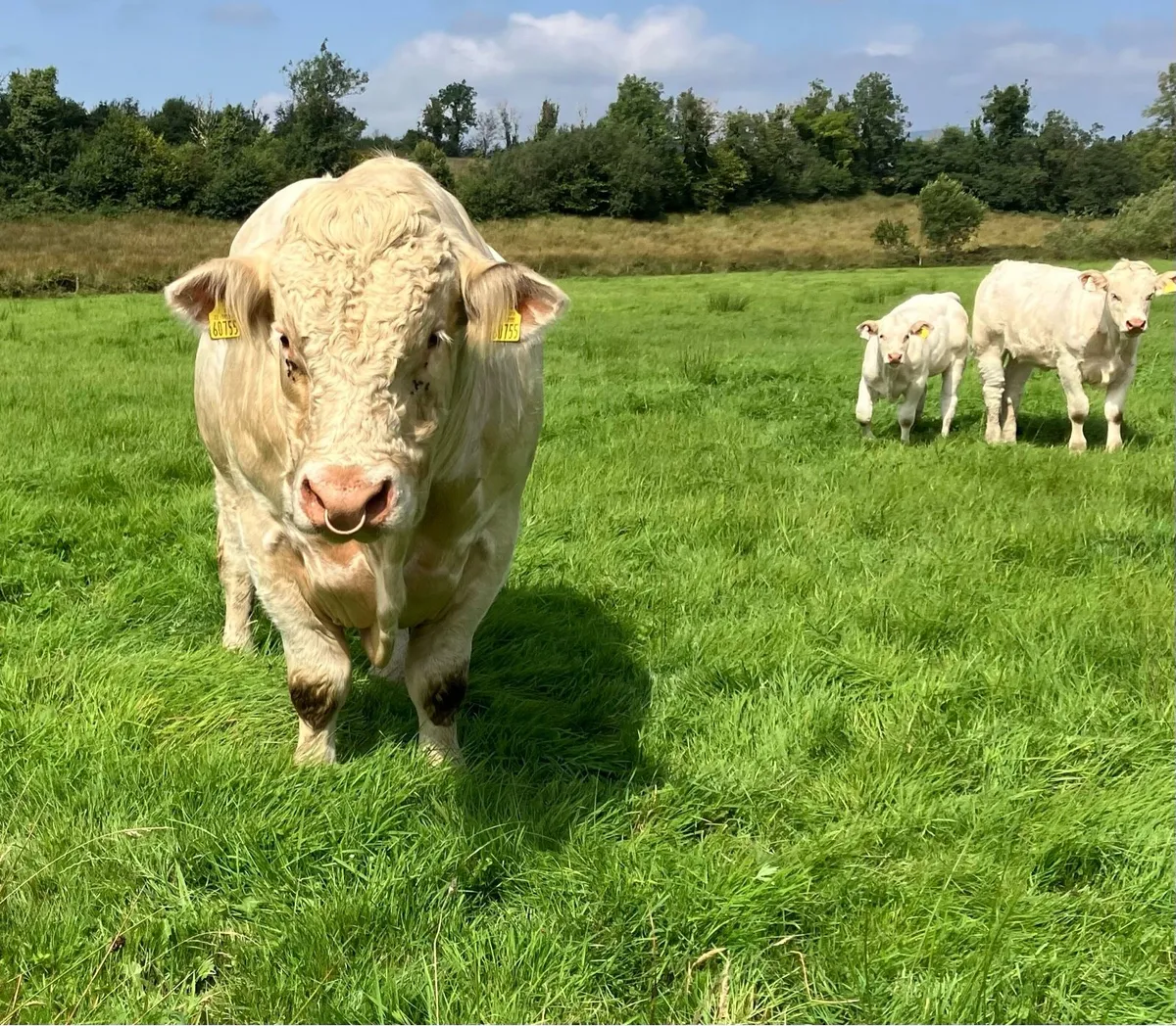 Charolais Bull - Image 4