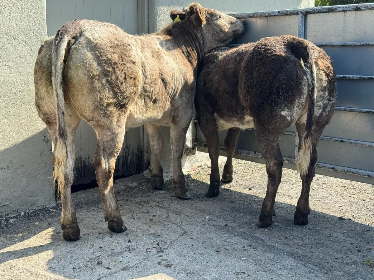 ⭐️2 SUPER Hybrid Belgian Blue Heifers⭐️ - Image 2