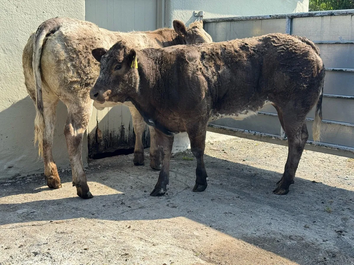 ⭐️2 SUPER Hybrid Belgian Blue Heifers⭐️ - Image 3