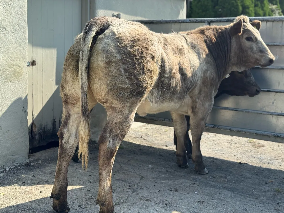 ⭐️2 SUPER Hybrid Belgian Blue Heifers⭐️ - Image 4