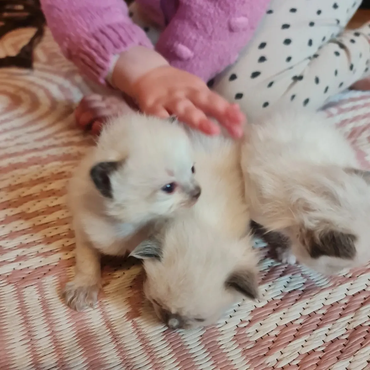 kittens - Image 2