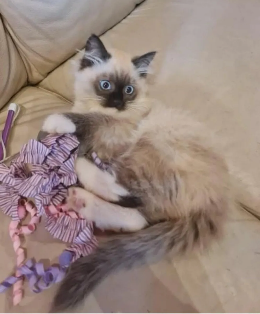 kittens - Image 1