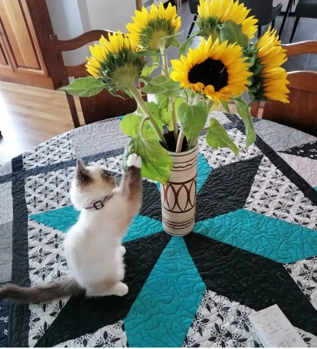 kittens - Image 3