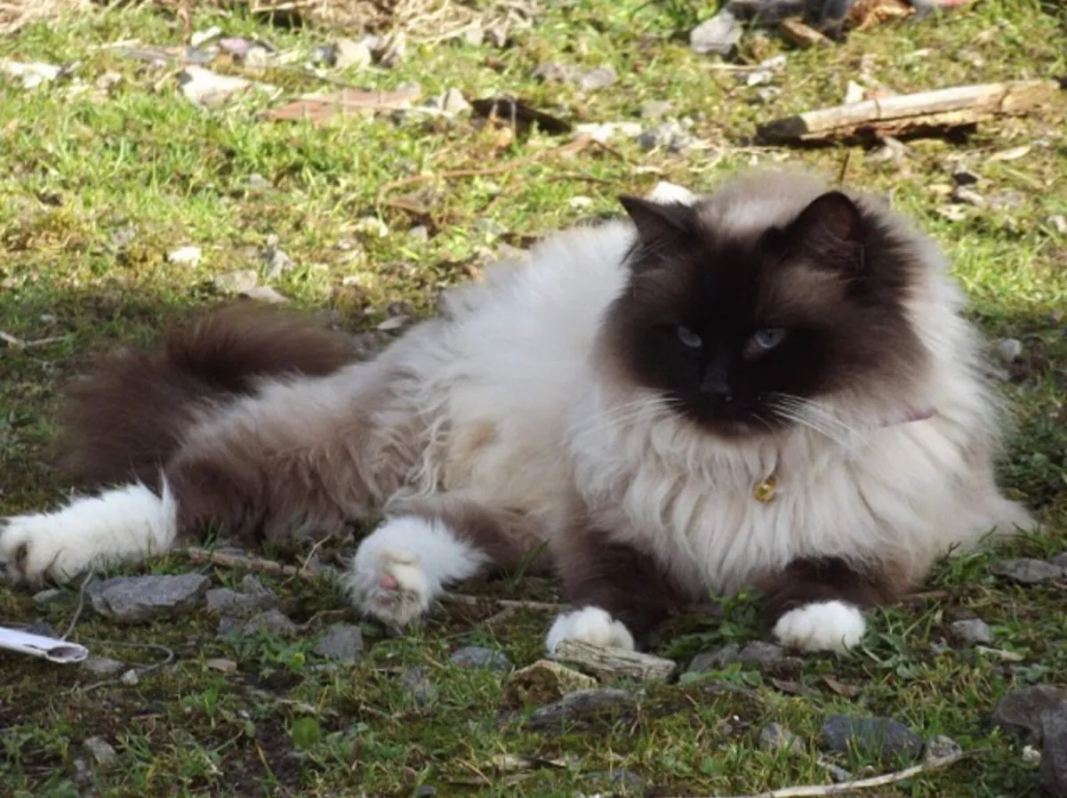 kittens - Image 4