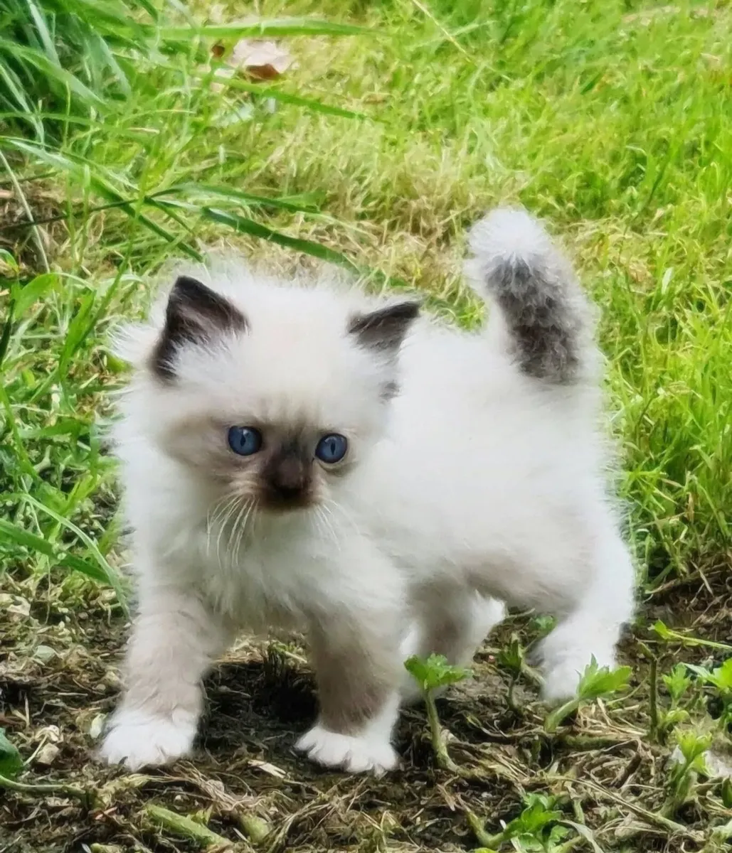 Ragdoll kittens 😸 - Image 1