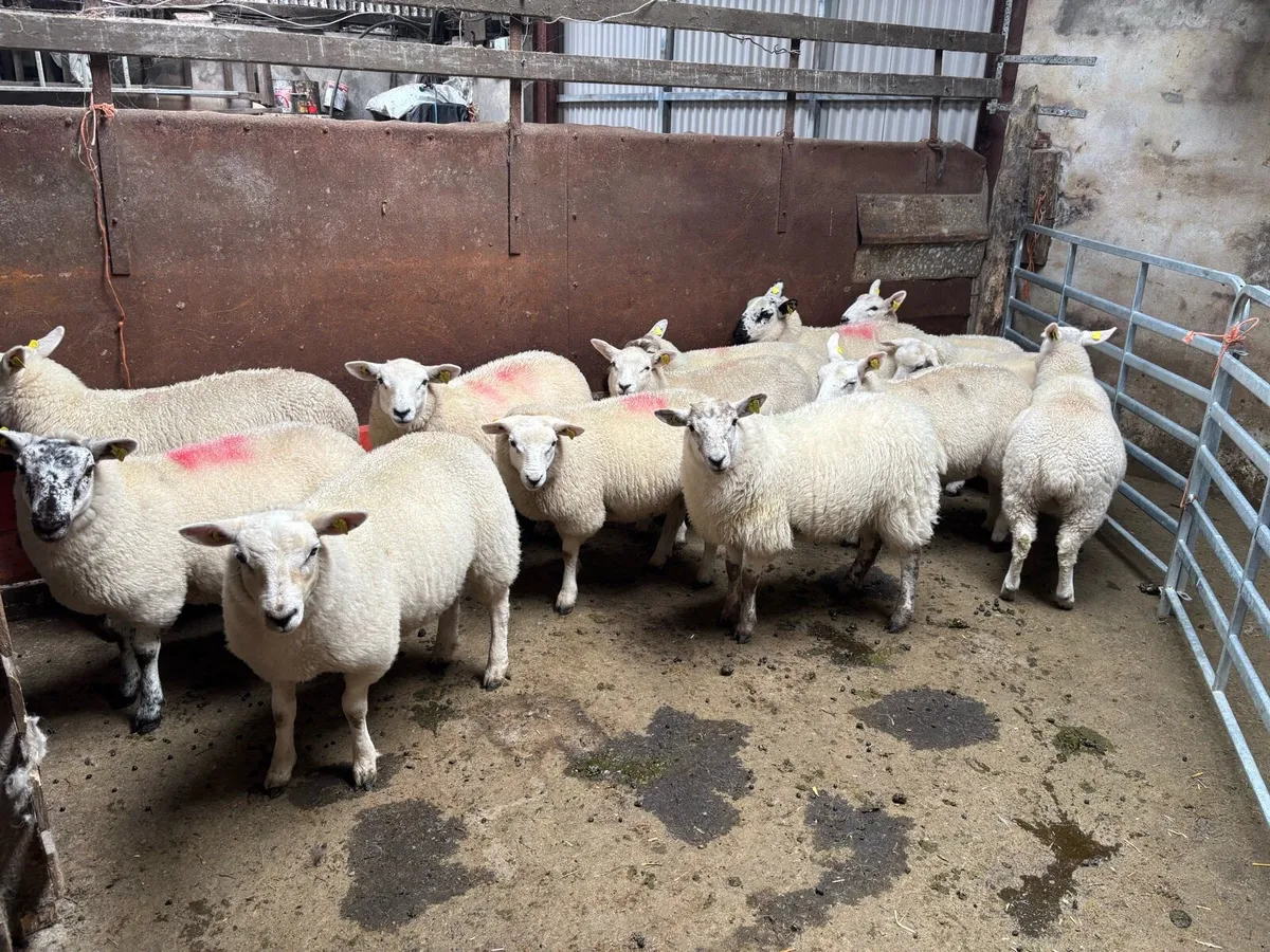 Ewe Lambs - Image 1