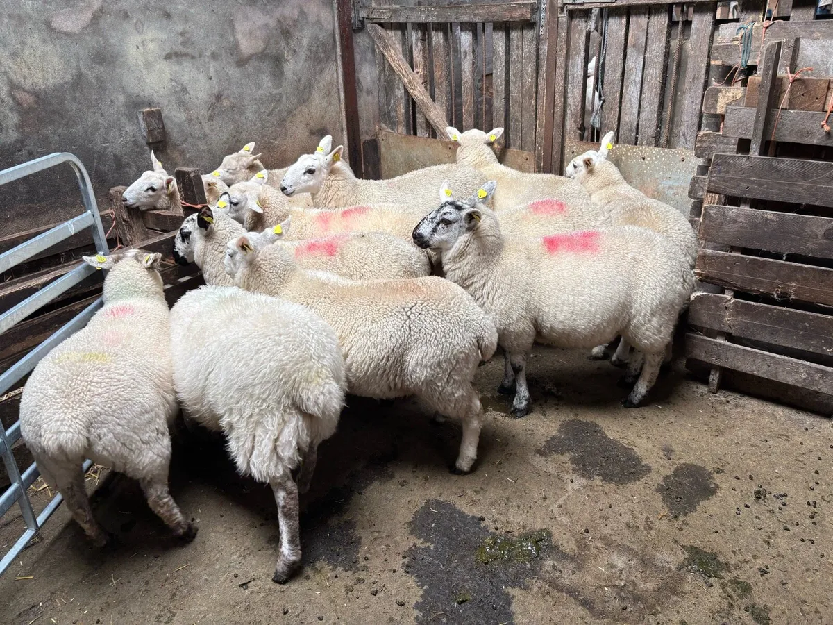 Ewe Lambs - Image 2