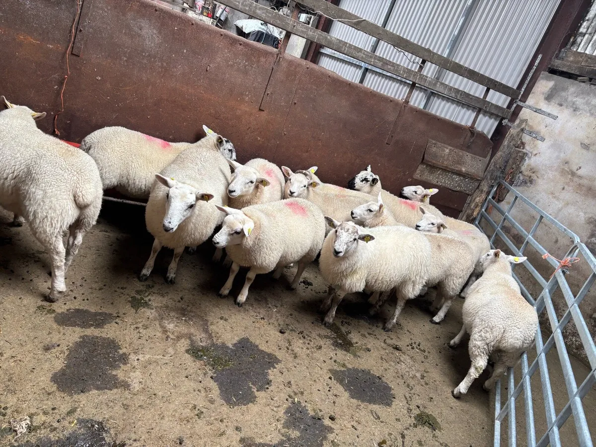 Ewe Lambs - Image 3