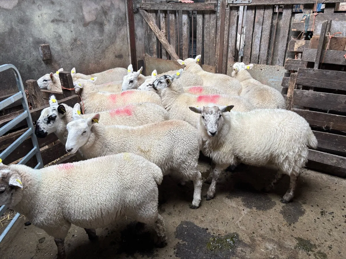 Ewe Lambs - Image 4