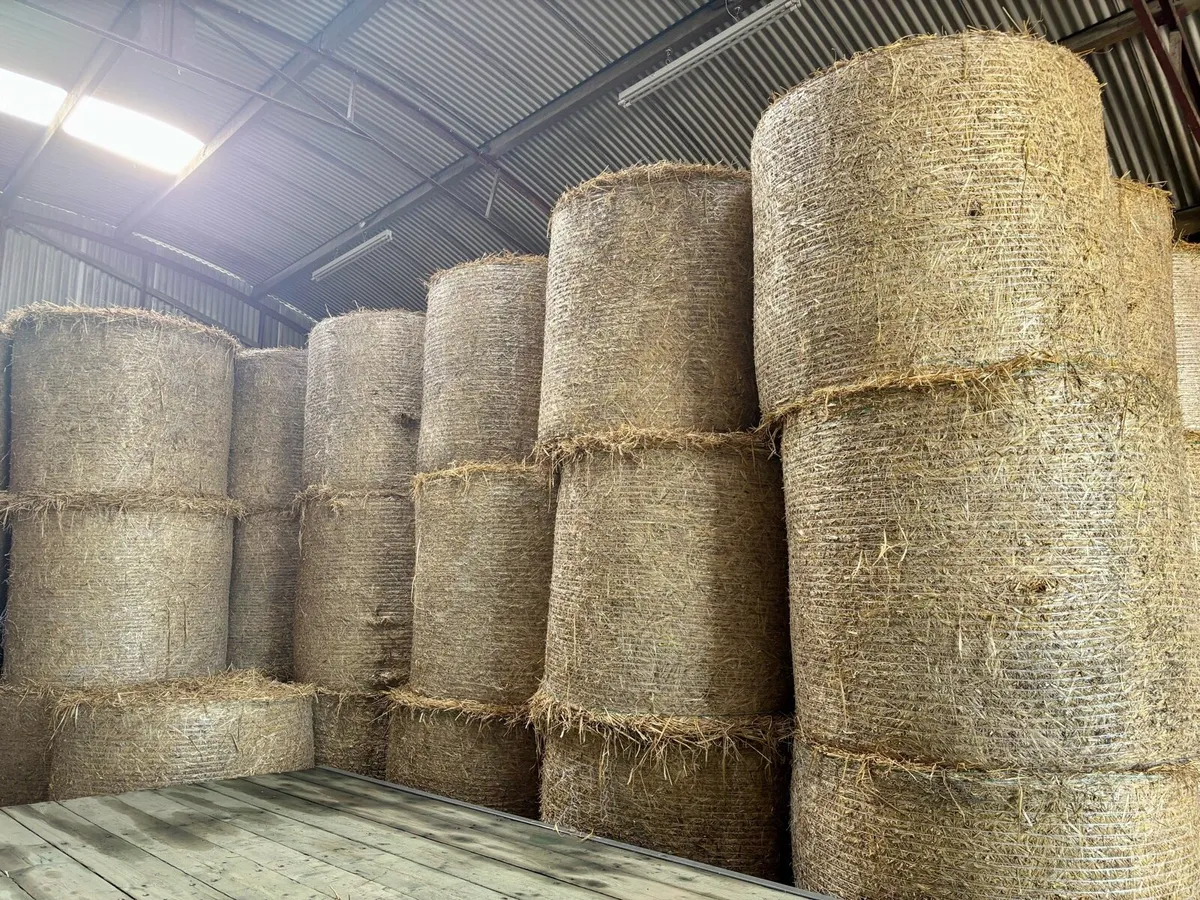 Barley Straw