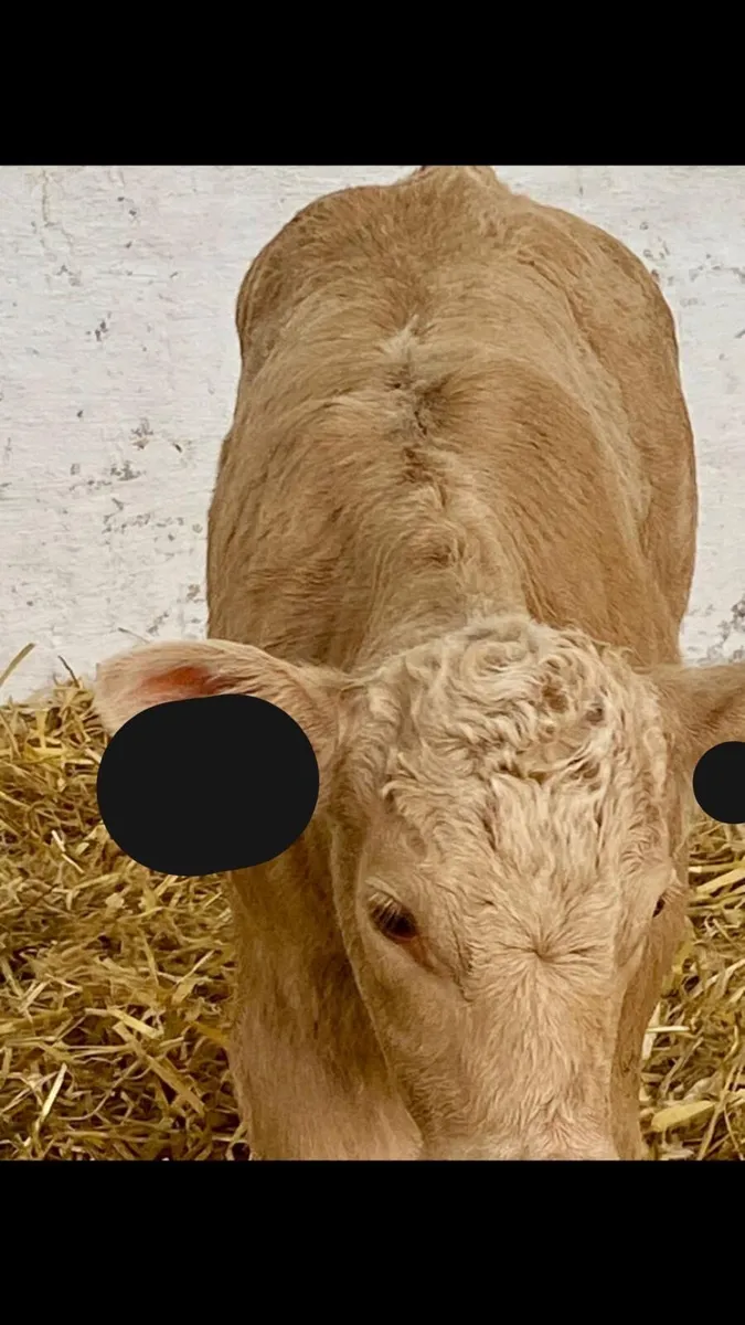 2 SERIOUS CONTINANTAL HEIFER CALVES - Image 3