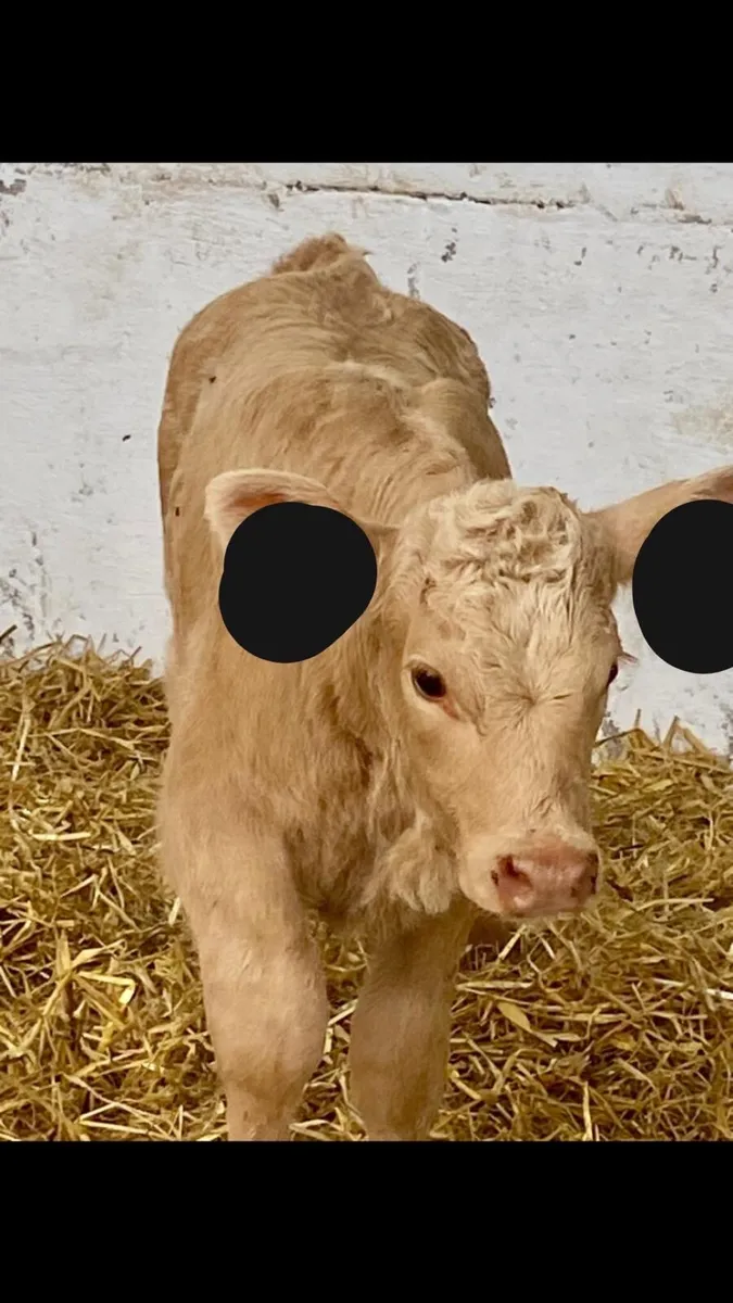 2 SERIOUS CONTINANTAL HEIFER CALVES - Image 2