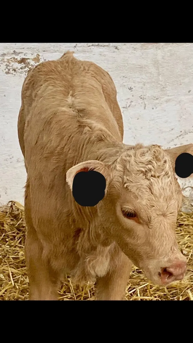 2 SERIOUS CONTINANTAL HEIFER CALVES - Image 4