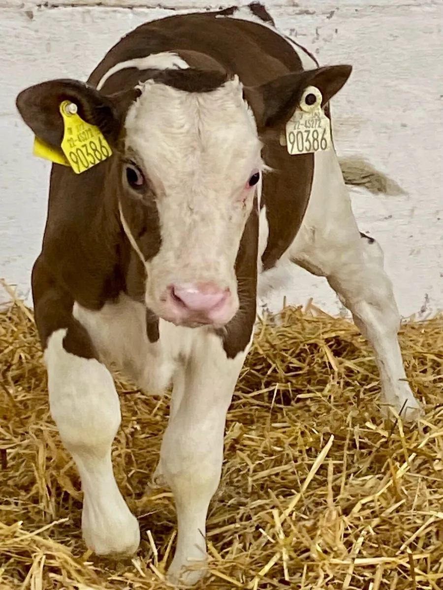 2 SERIOUS CONTINANTAL HEIFER CALVES - Image 1