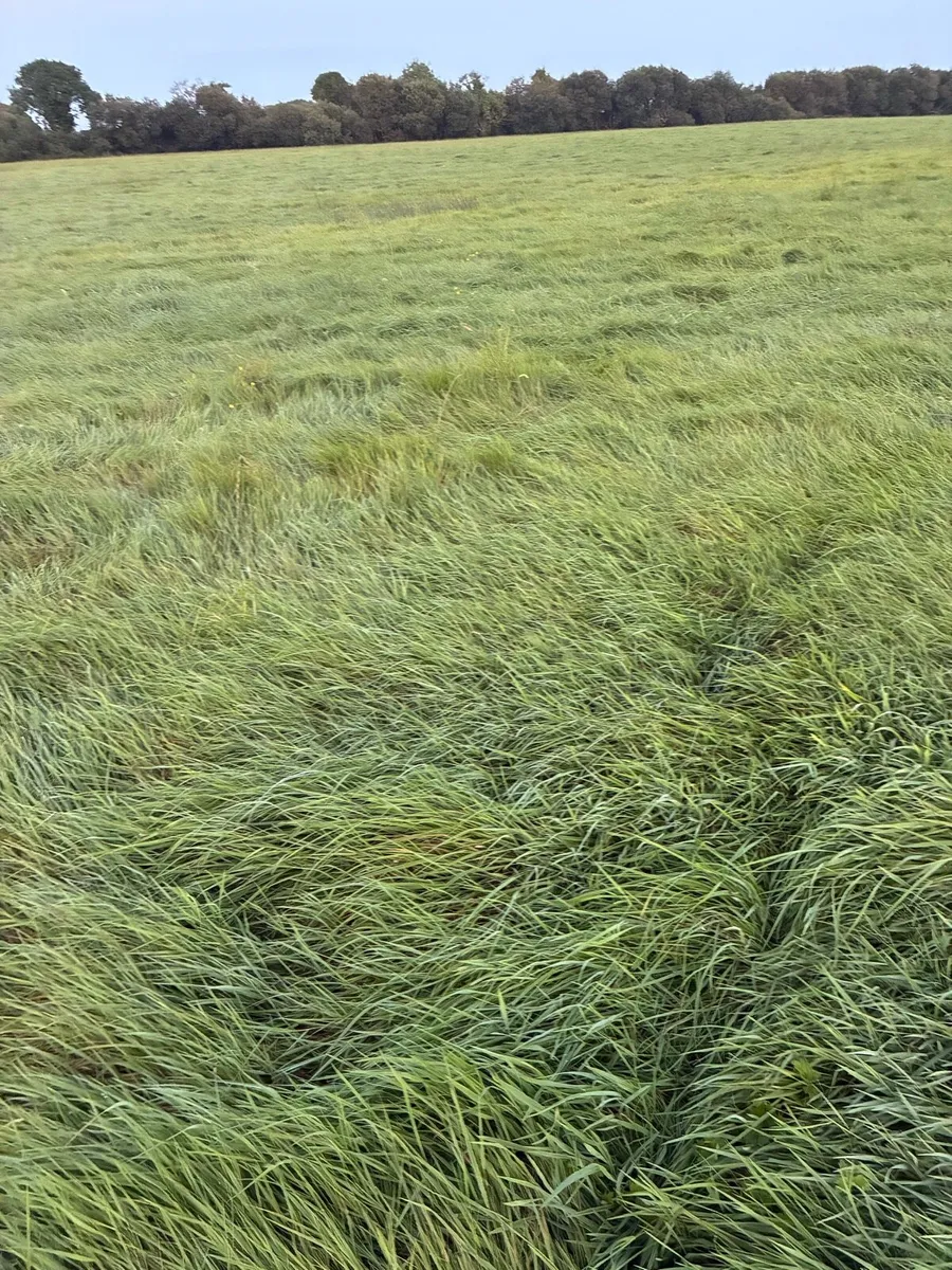 Silage ground - Image 2