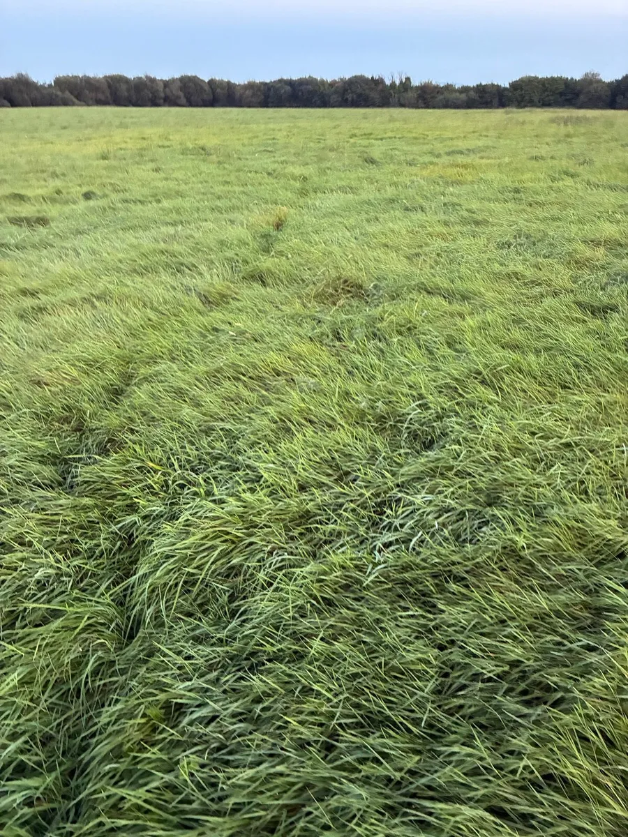 Silage ground - Image 3