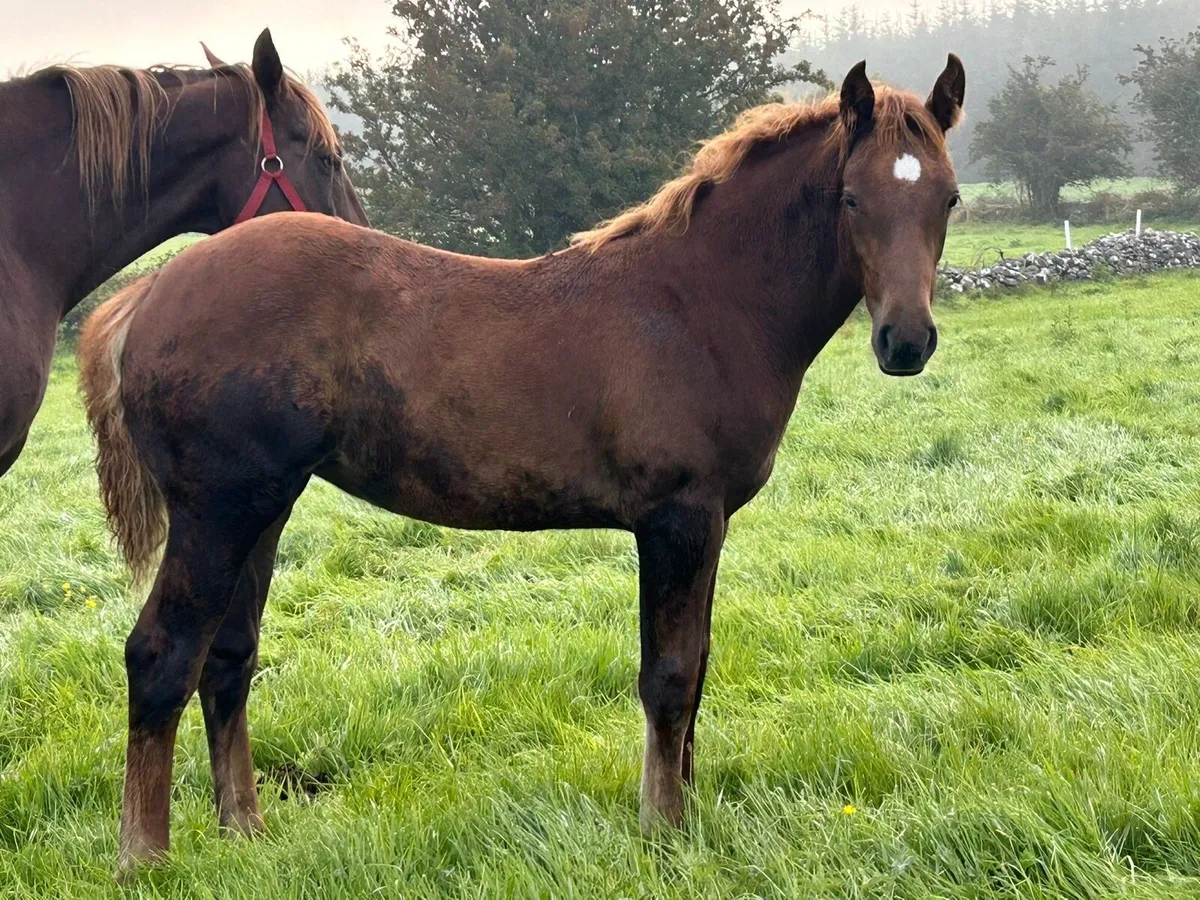 Irish Draught Filly - Image 1
