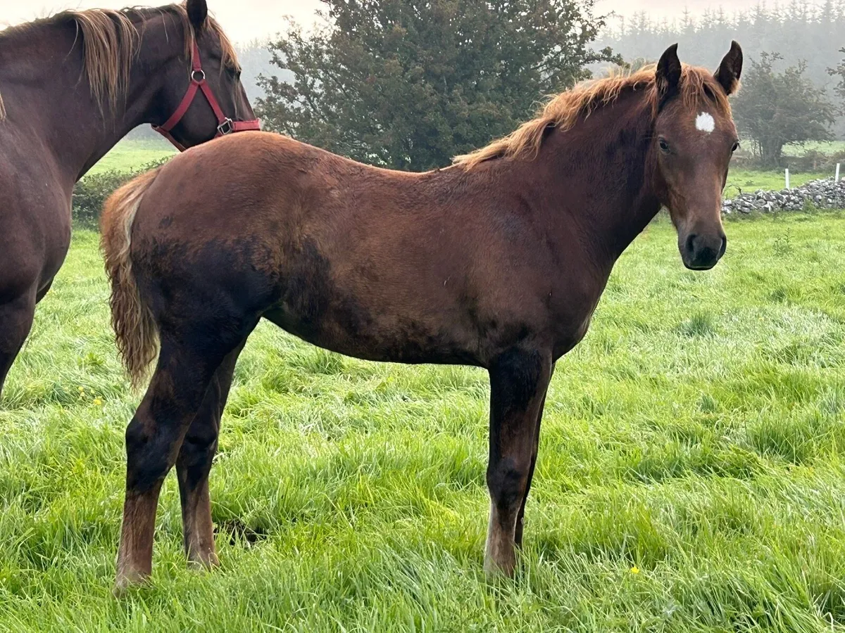 Irish Draught Filly - Image 2