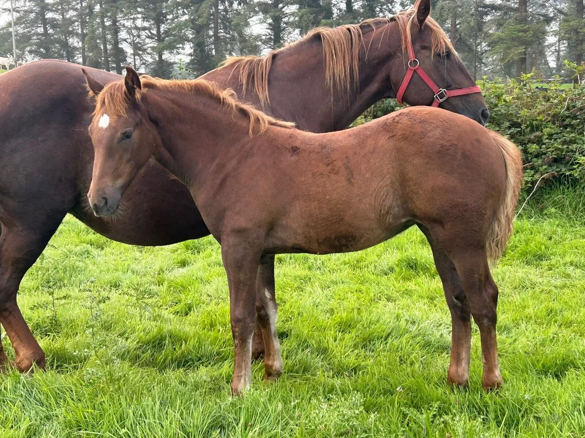 Irish Draught Filly - Image 3