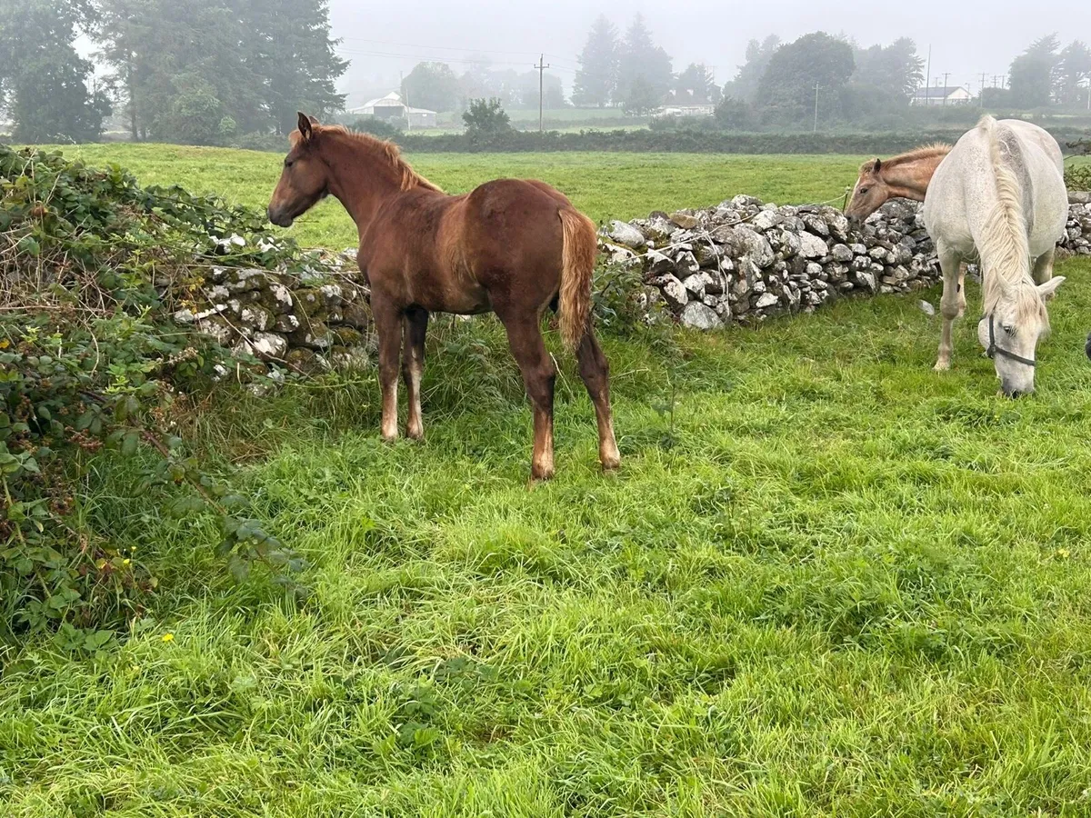 Irish Draught Filly - Image 4