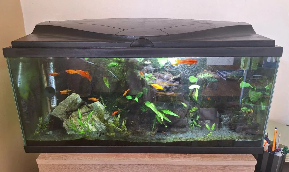 FREE Swordtail fish!! (Aquarium also available) - Image 1