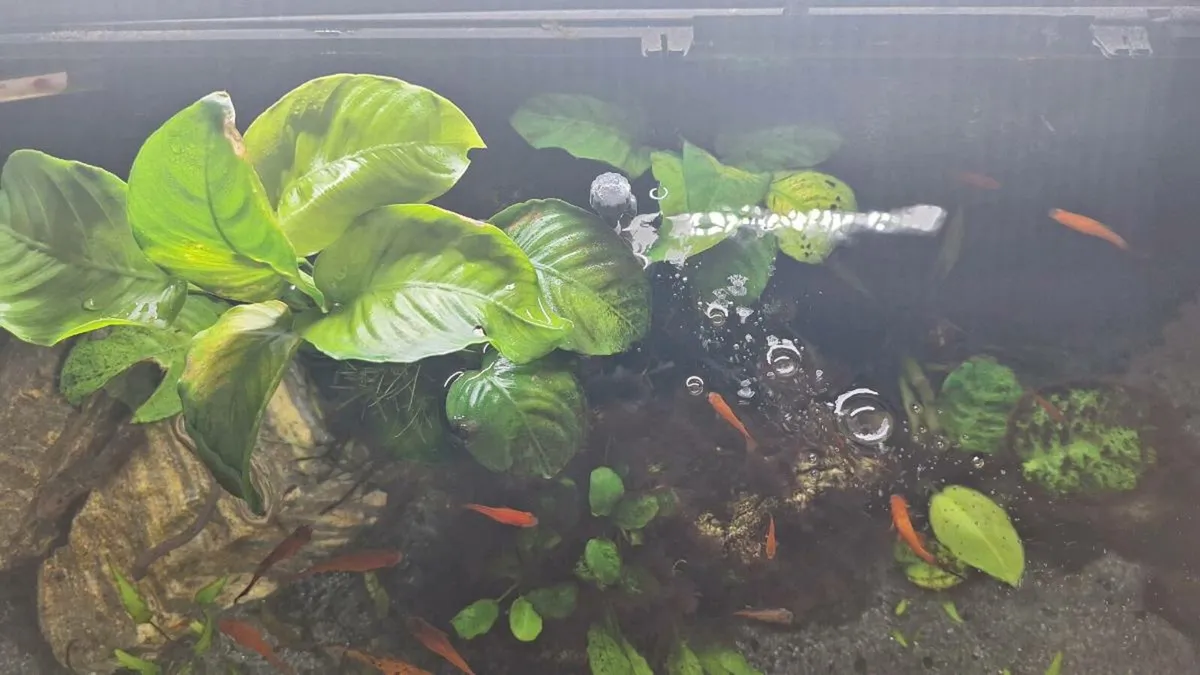 FREE Swordtail fish!! (Aquarium also available) - Image 2