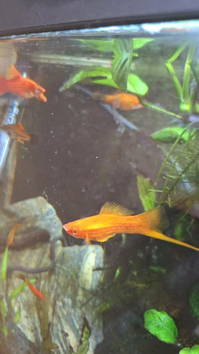 FREE Swordtail fish!! (Aquarium also available) - Image 3
