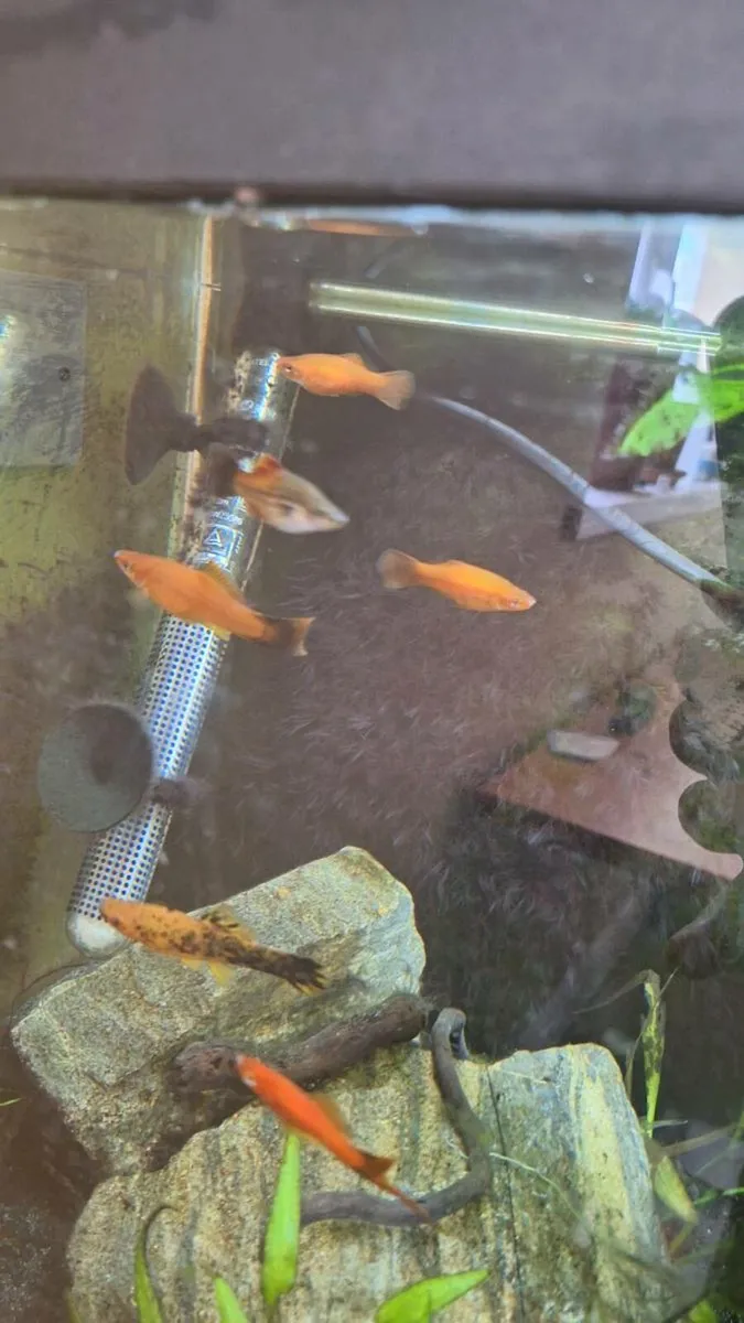 FREE Swordtail fish!! (Aquarium also available) - Image 4