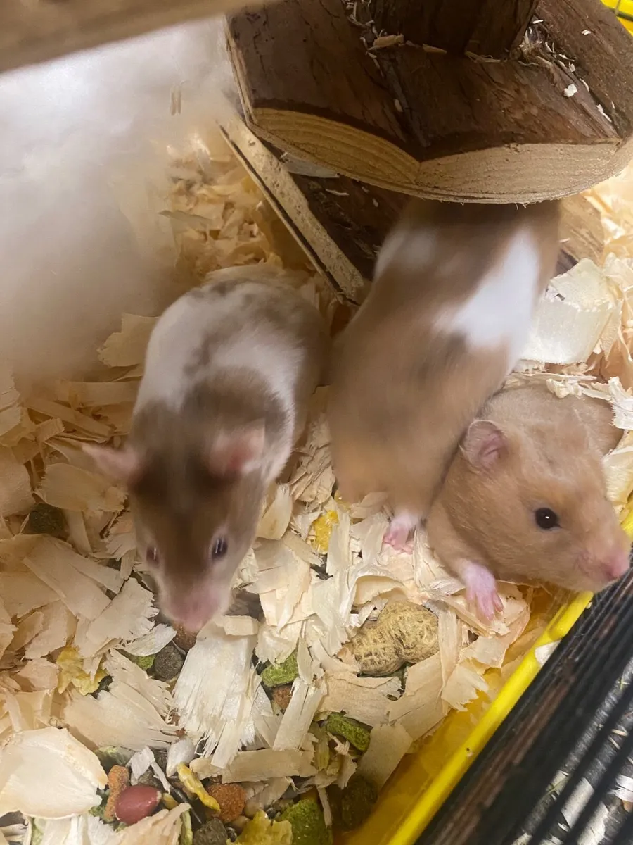 Syrian hamsters - Image 2
