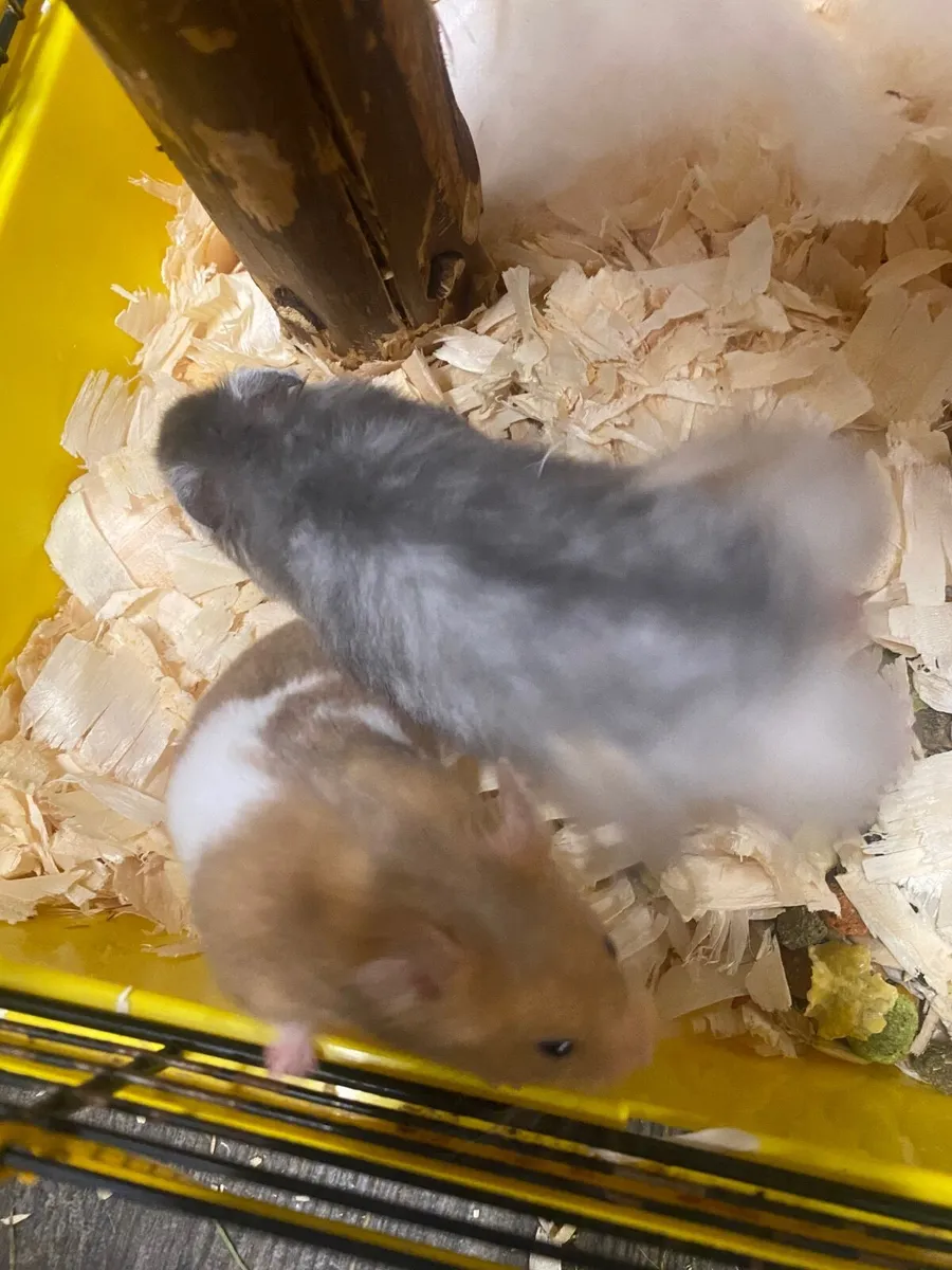 Syrian hamsters - Image 3