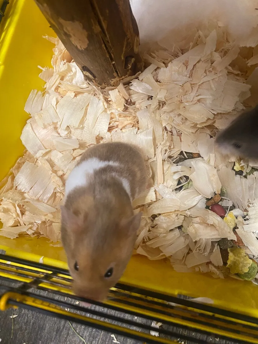 Syrian hamsters - Image 4