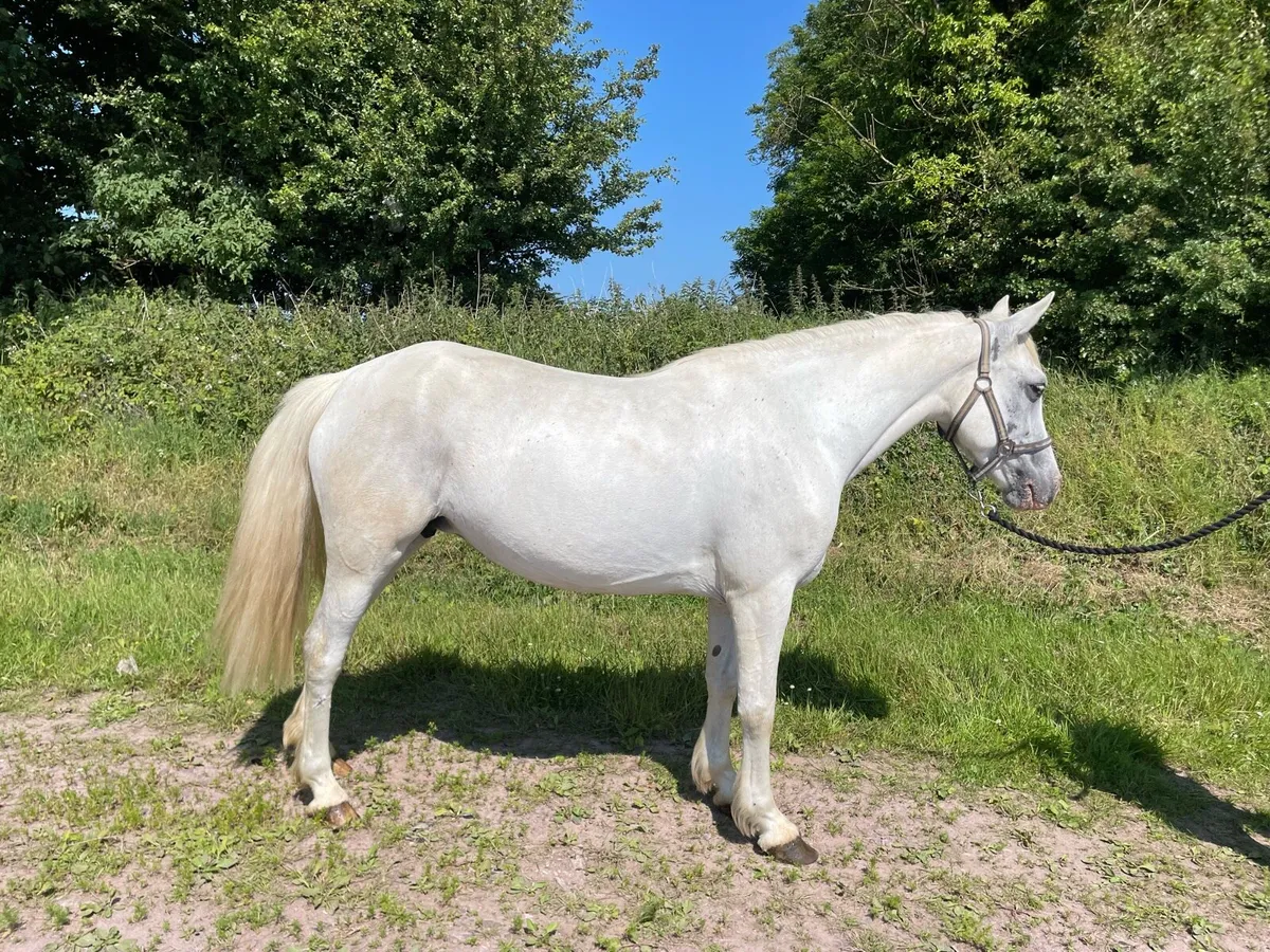 14.1 grey mare - Image 1