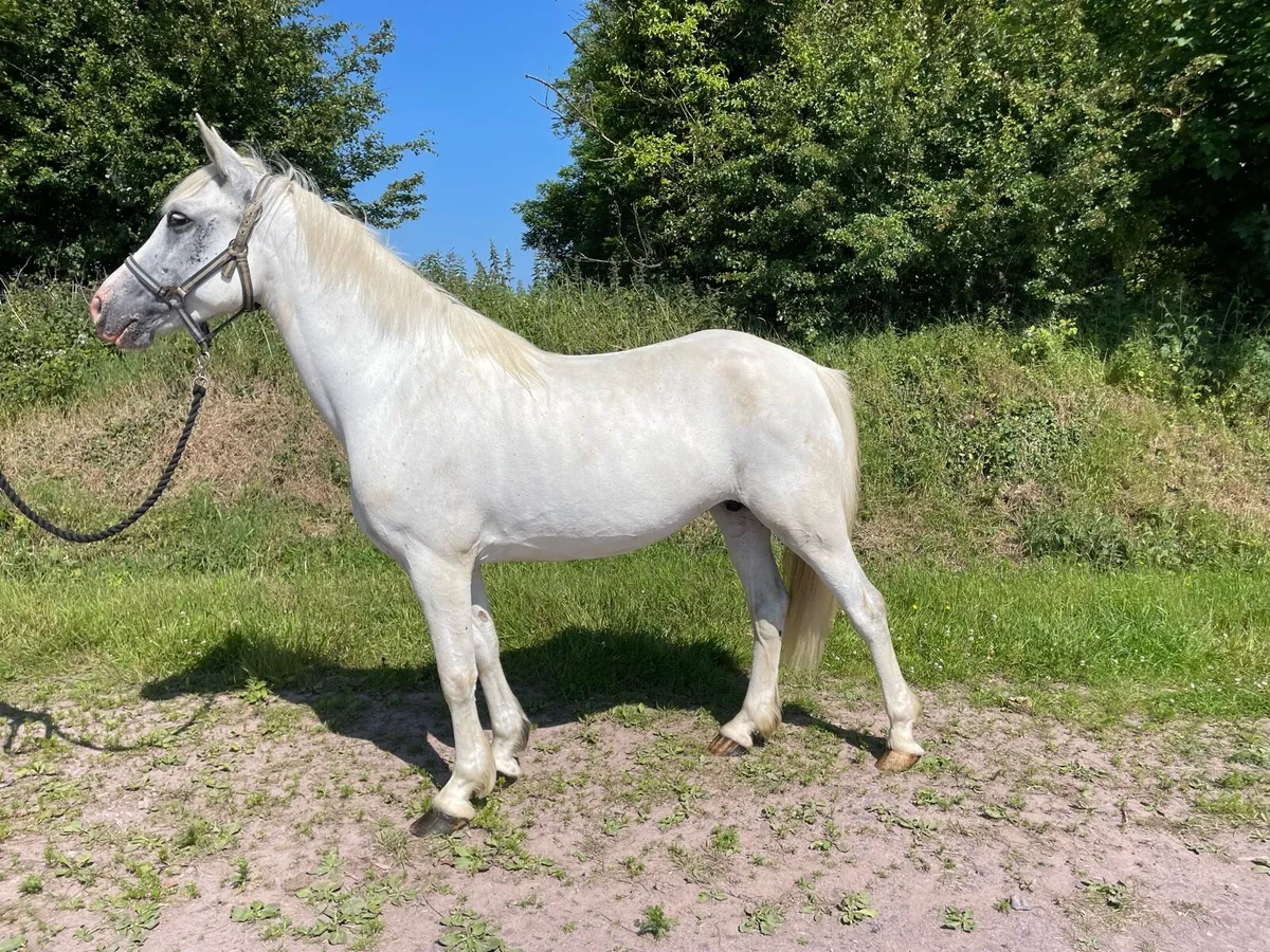 14.1 grey mare - Image 2