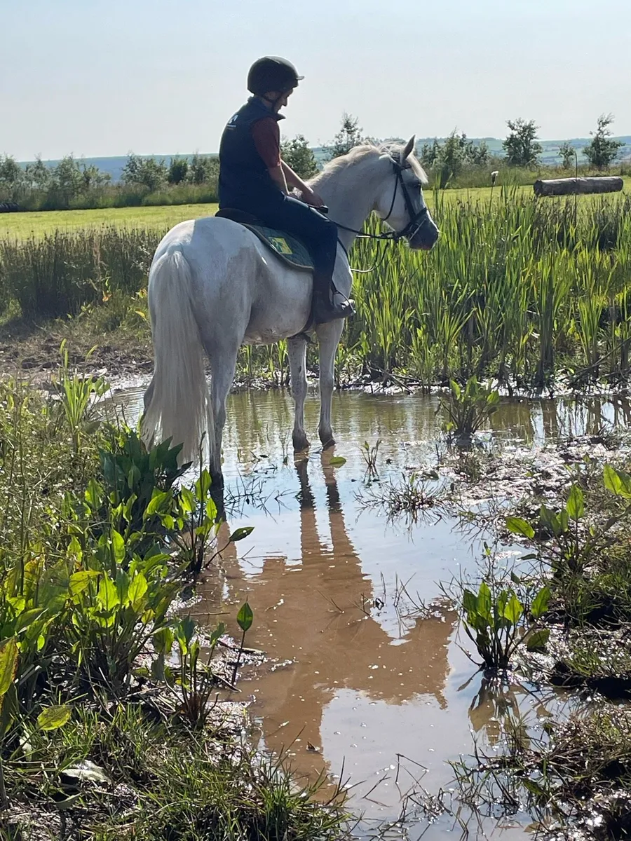 14.1 grey mare - Image 3