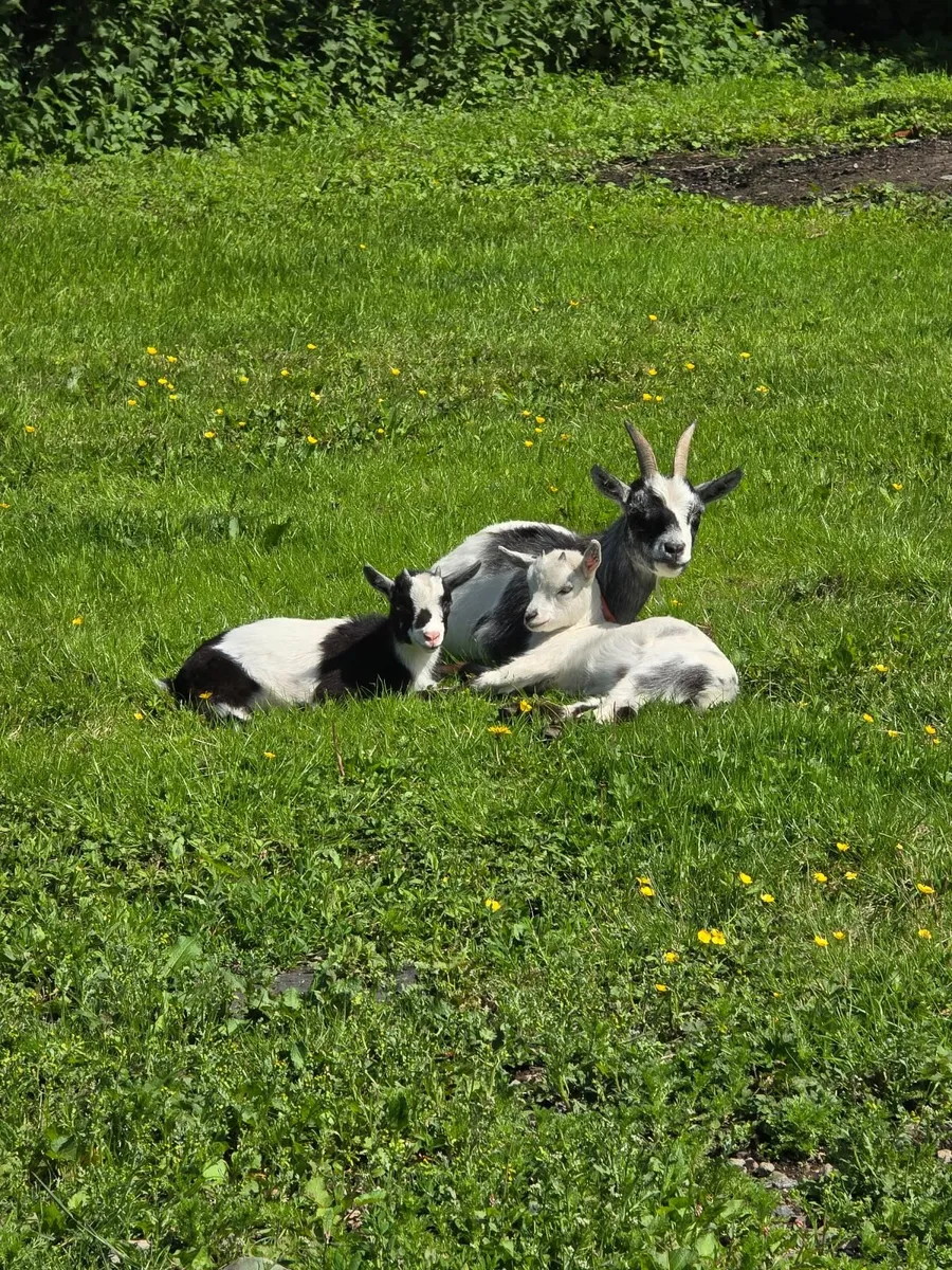 Goats - Image 1