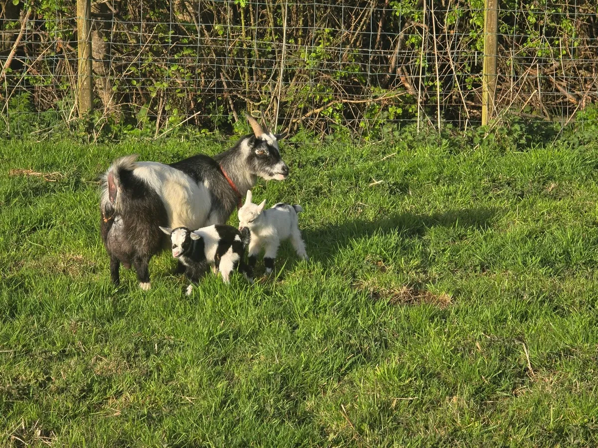 Goats - Image 2