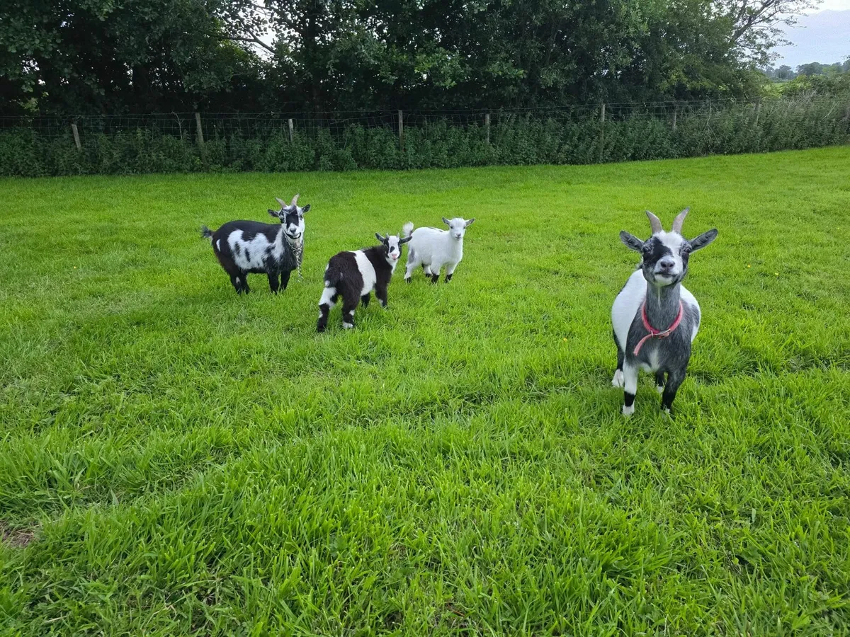 Goats - Image 3