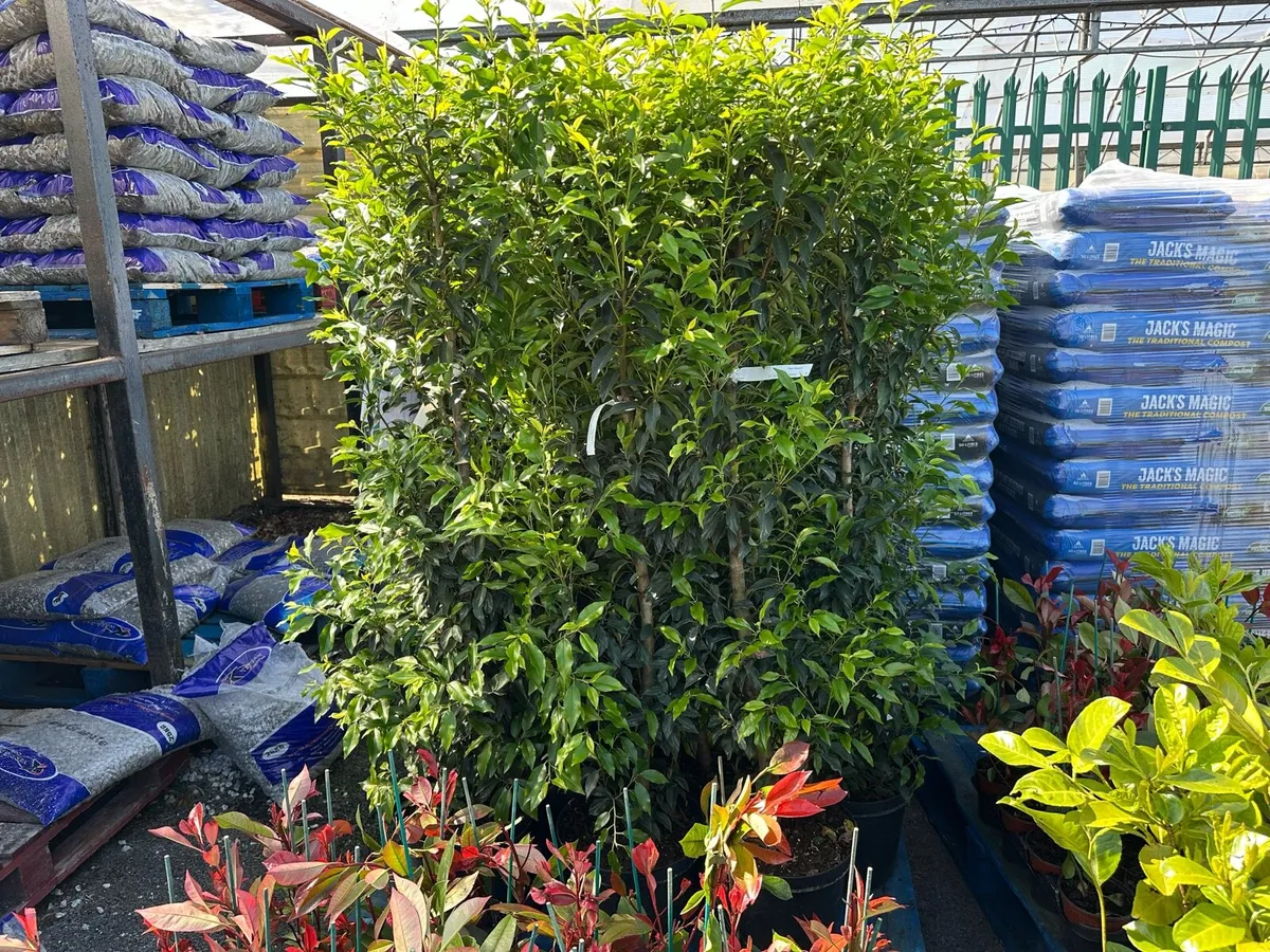 Hedging and Trees - Image 2