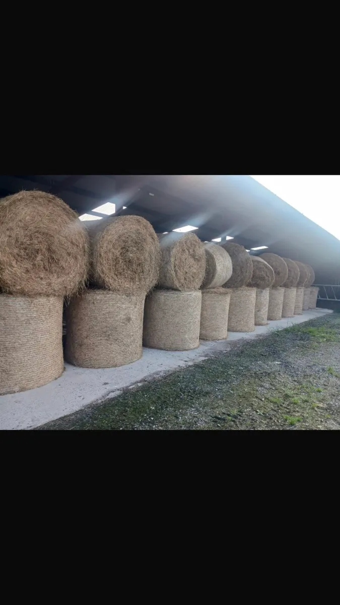 Top Quality Hay