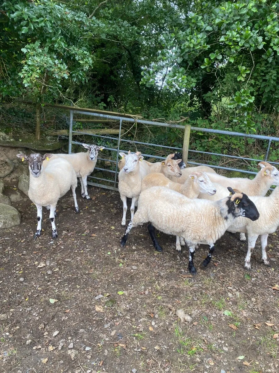 Hogget Ewes - Image 3