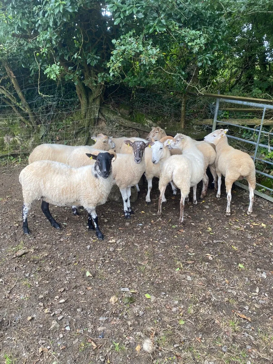 Hogget Ewes - Image 4