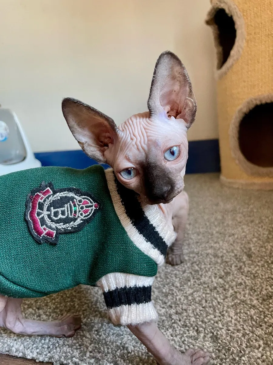 Sphynx kittens - Image 2