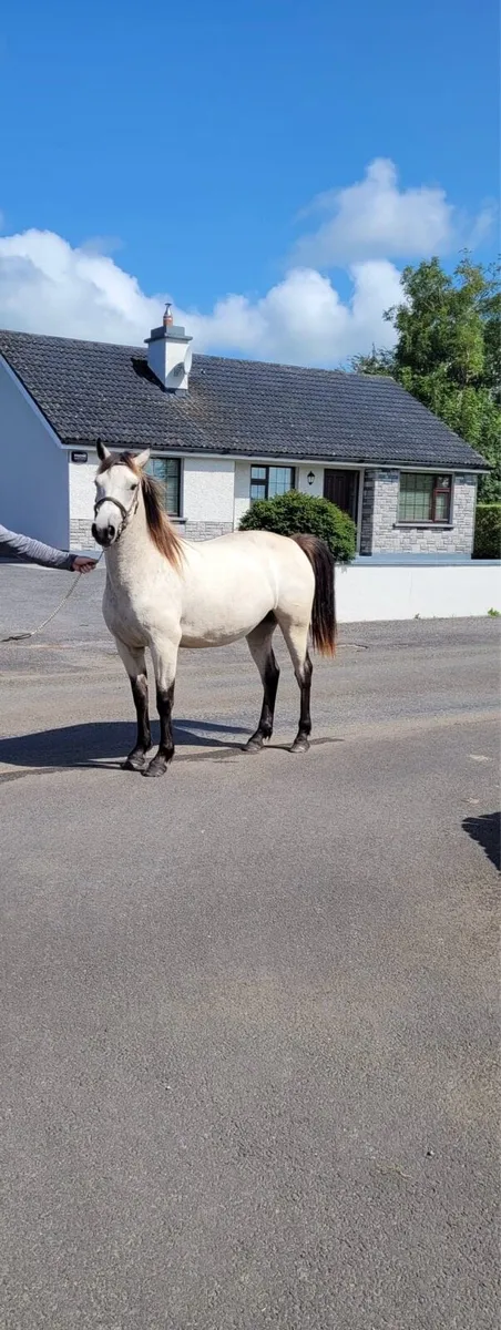 Connemara 2 Yr Old Filly - Image 1