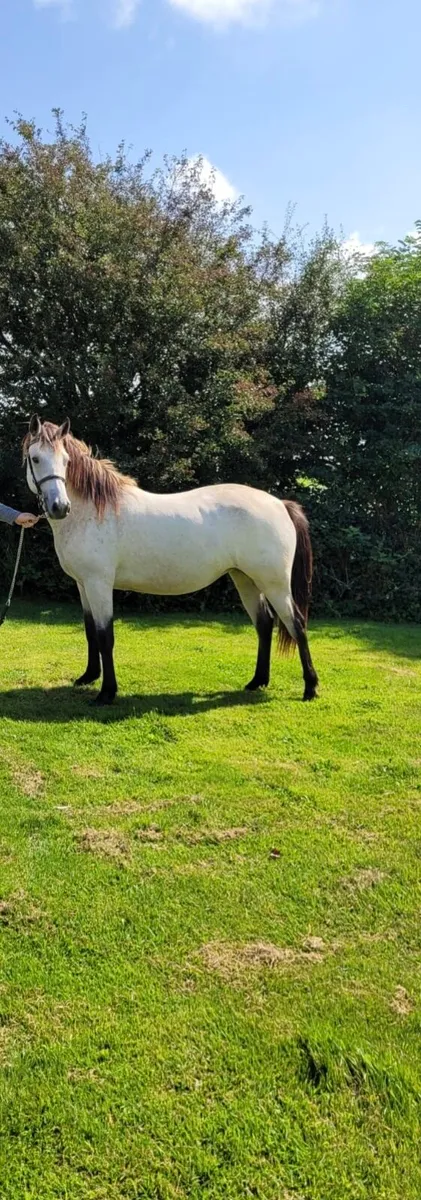 Connemara 2 Yr Old Filly - Image 2