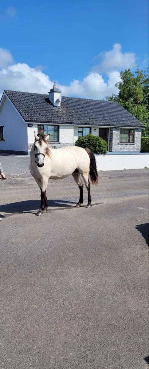 Connemara 2 Yr Old Filly - Image 3