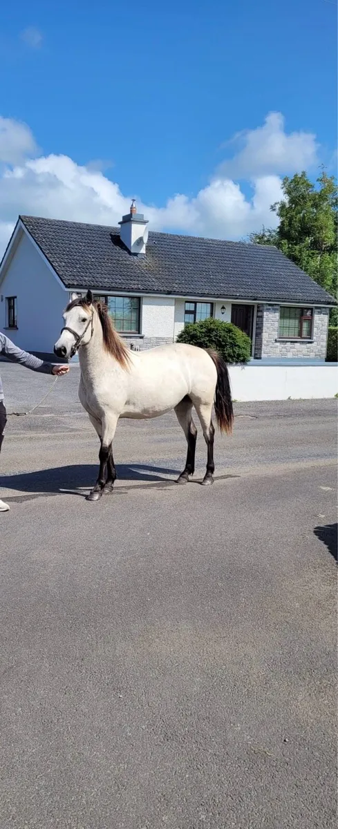 Connemara 2 Yr Old Filly - Image 4