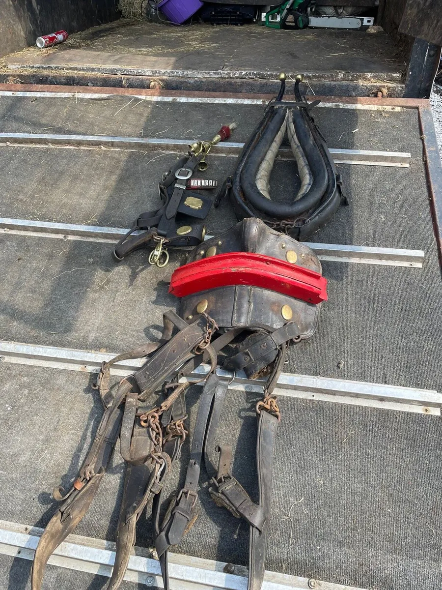 Horses and Donkey common harness for sale - Image 2