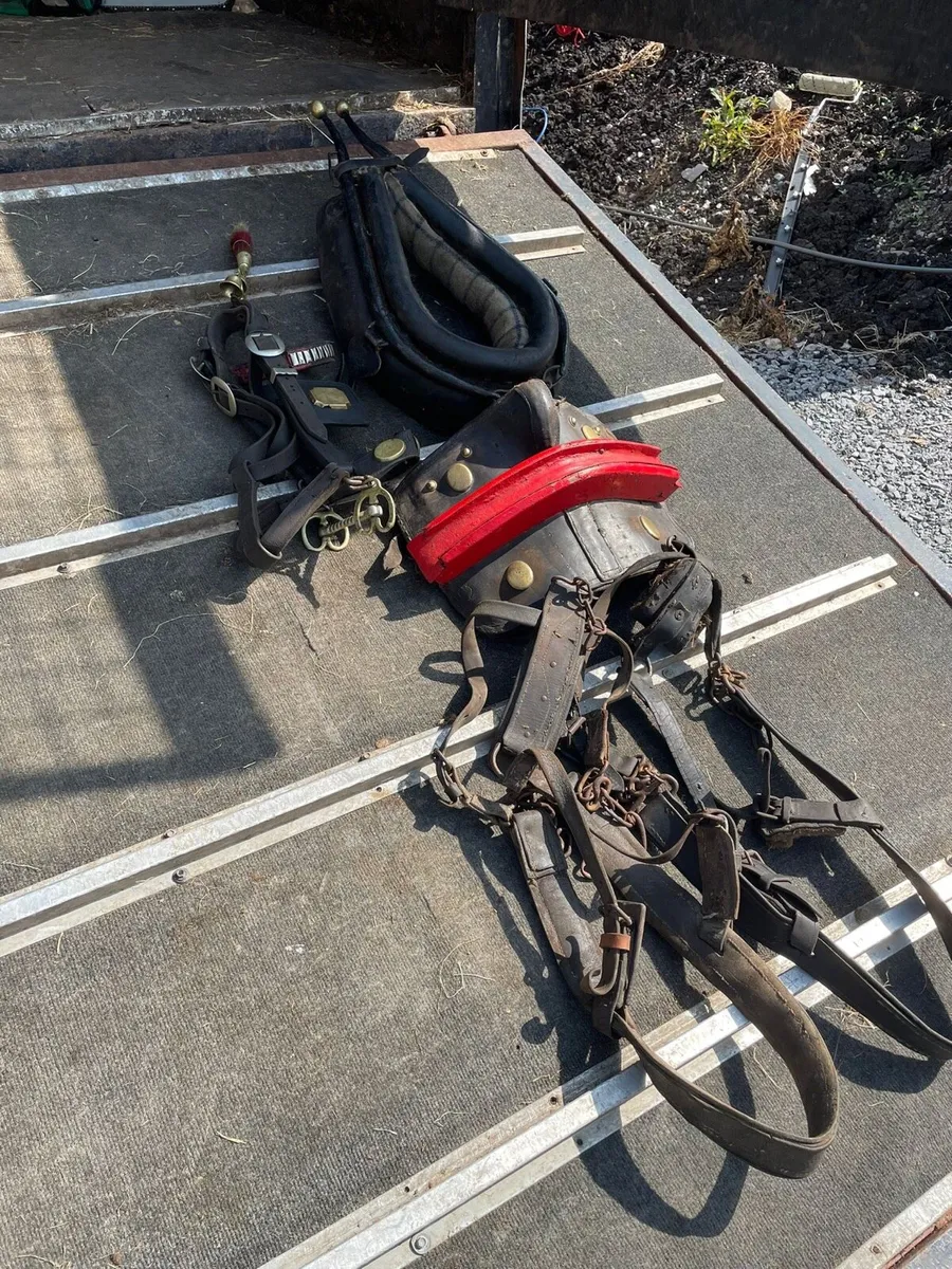 Horses and Donkey common harness for sale - Image 3